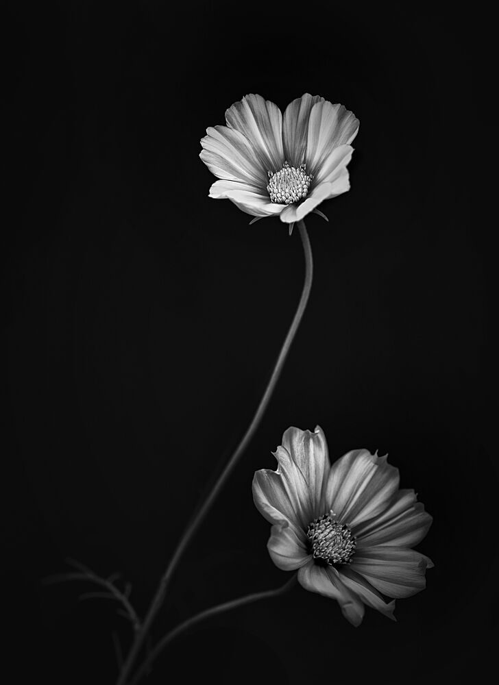 Graceful Cosmos Blooms art print by Lotte Gronkjaer for $57.95 CAD