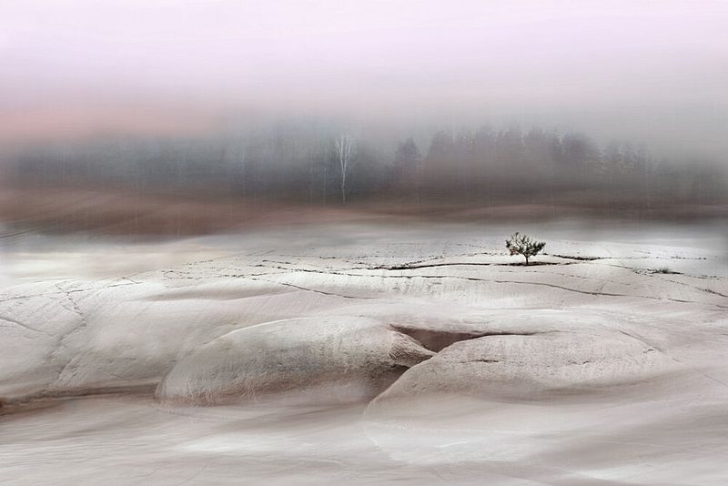 Solitary Winter Tree art print by Christina Sillen for $57.95 CAD