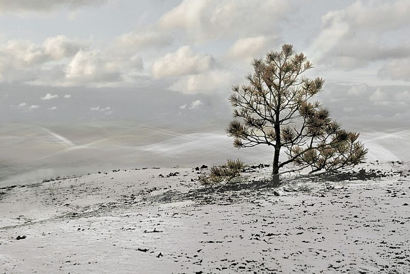 Lone Winter Tree Landscape art print by Christina Sillen for $57.95 CAD