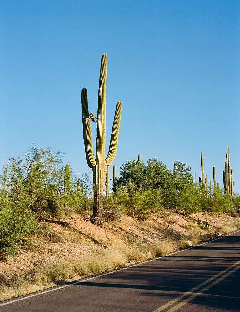 Saguaro Desert Road art print by Bethany Young for $57.95 CAD