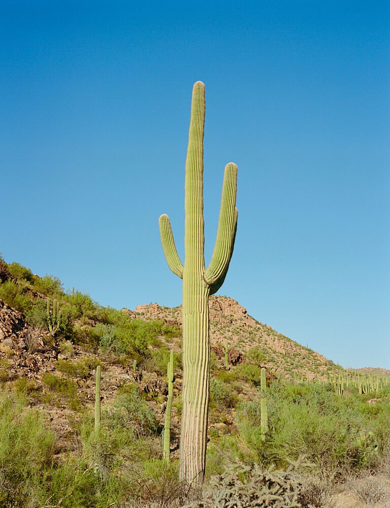 Majestic Saguaro Cactus art print by Bethany Young for $57.95 CAD