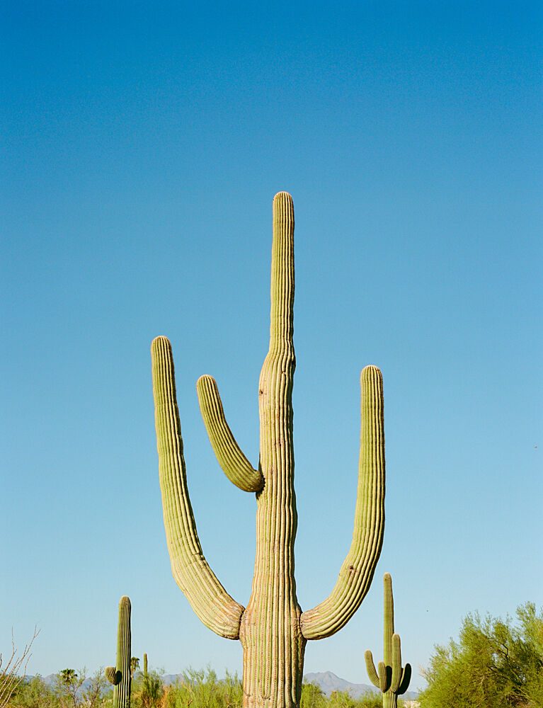 Iconic Desert Saguaro art print by Bethany Young for $57.95 CAD