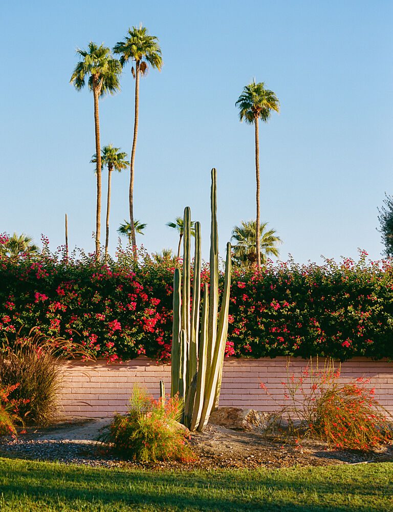 Desert Cactus Palm Garden art print by Bethany Young for $57.95 CAD