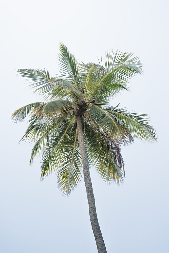 Tropical Coconut Palm art print by Photolovers for $57.95 CAD