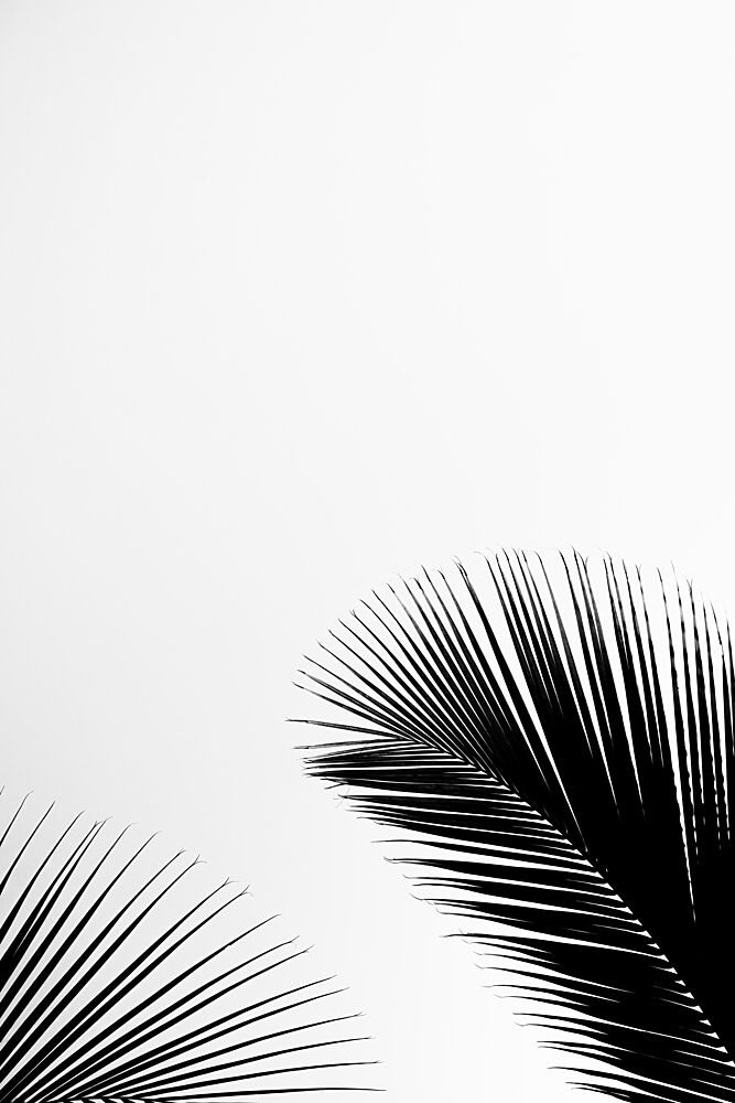 Tropical Palm Silhouettes art print by Photolovers for $57.95 CAD