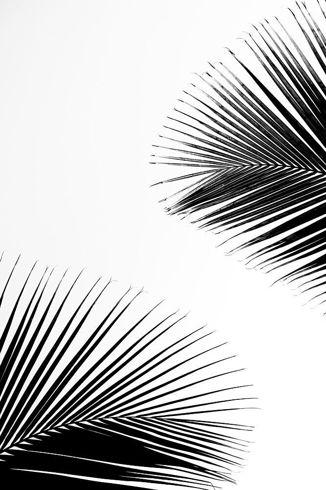 Tropical Palm Silhouettes art print by Photolovers for $57.95 CAD