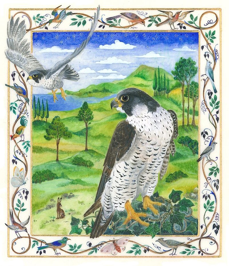 Peregrine Falcon art print by Isabelle Brent for $57.95 CAD