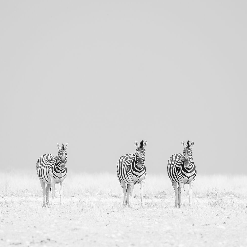 Three Zebras on Plains art print by Peter Schoeman for $57.95 CAD