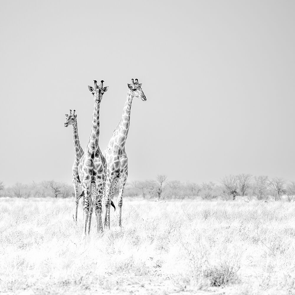 Three Majestic Giraffes art print by Peter Schoeman for $57.95 CAD