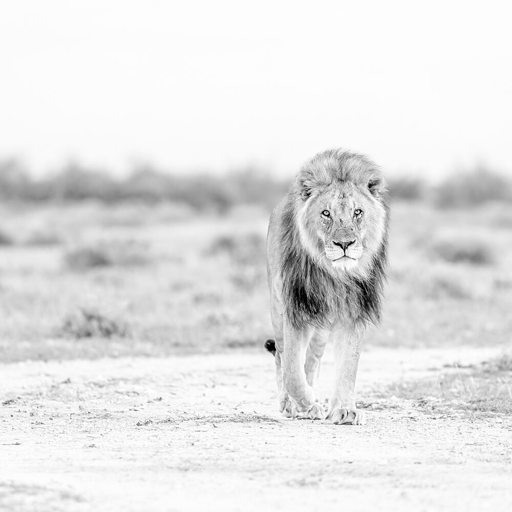 Powerful Lion Approaching art print by Peter Schoeman for $57.95 CAD