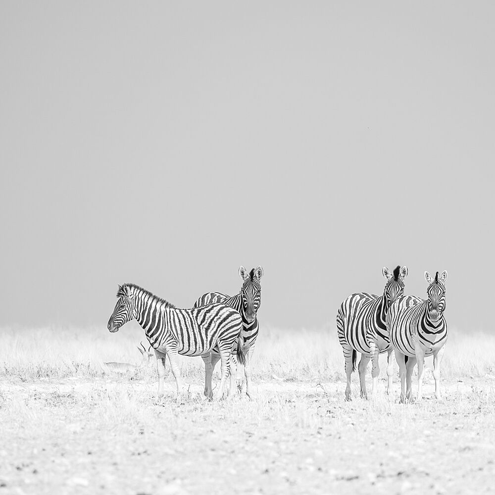 Peaceful Zebra Herd art print by Peter Schoeman for $57.95 CAD