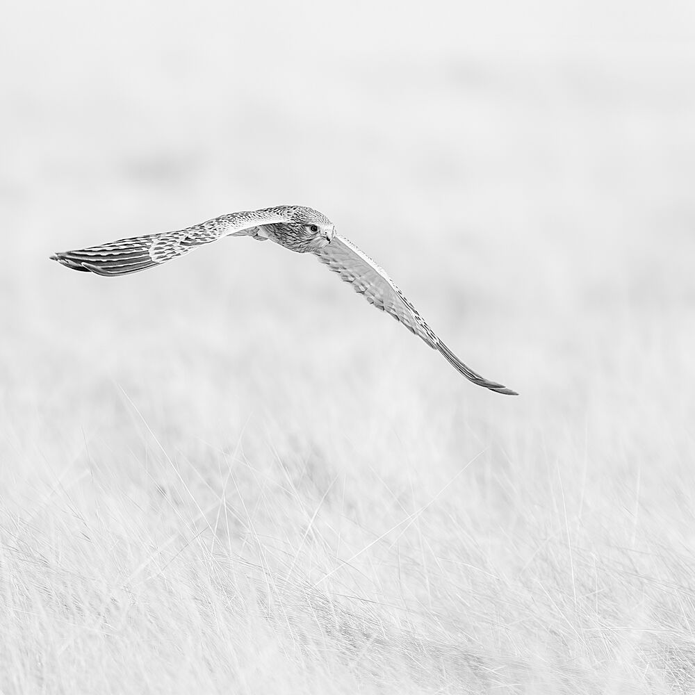Soaring Grey Hawk art print by Peter Schoeman for $57.95 CAD