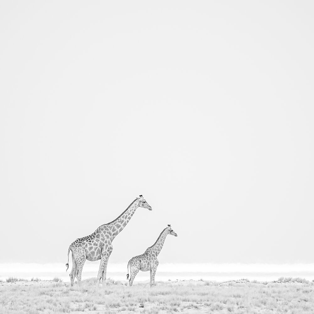 Minimalist Giraffe Duo art print by Peter Schoeman for $57.95 CAD