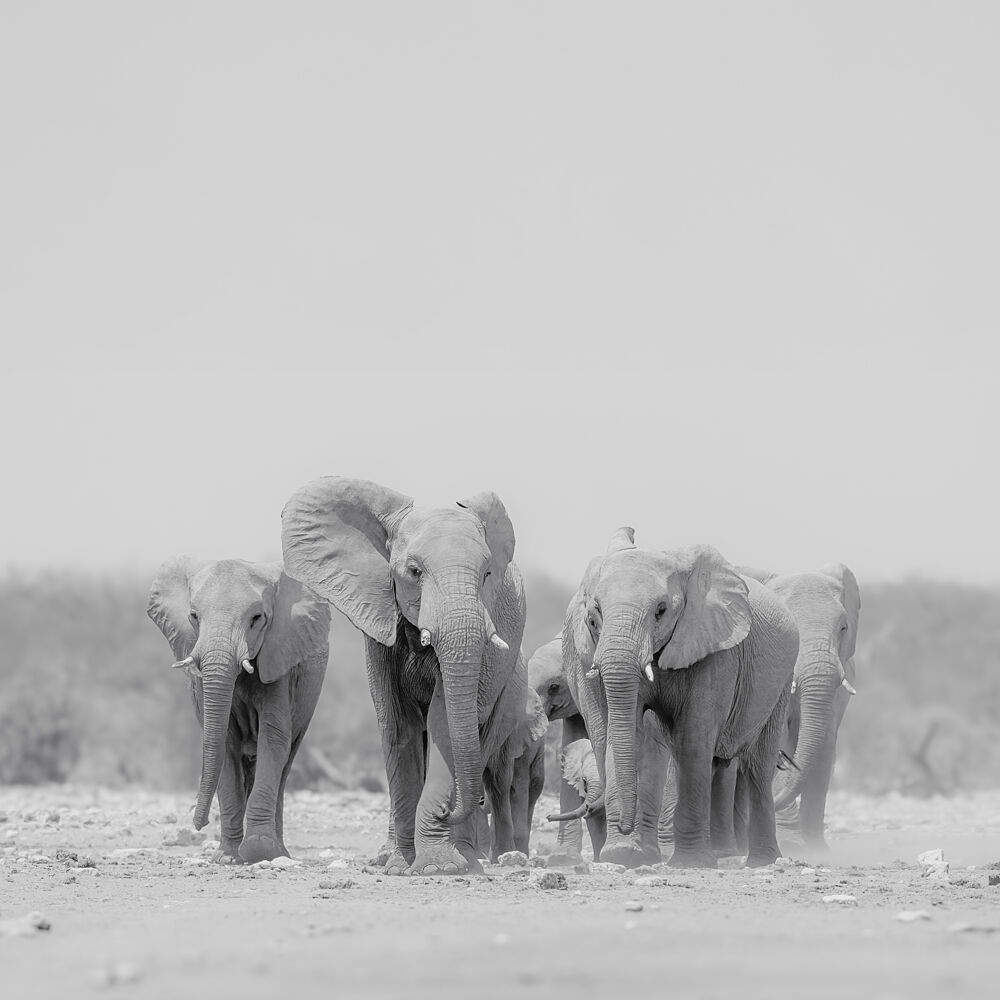 Majestic Elephant Family art print by Peter Schoeman for $57.95 CAD