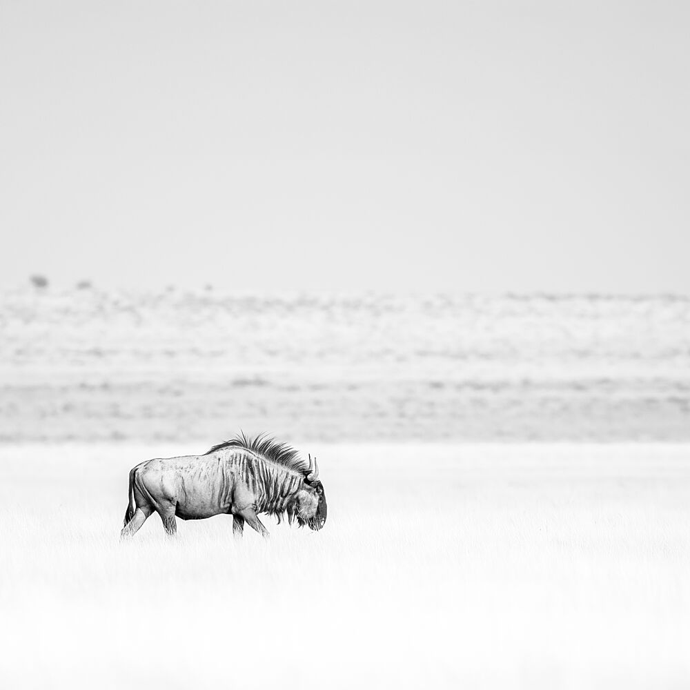 Solitary Wildebeest Walk art print by Peter Schoeman for $57.95 CAD