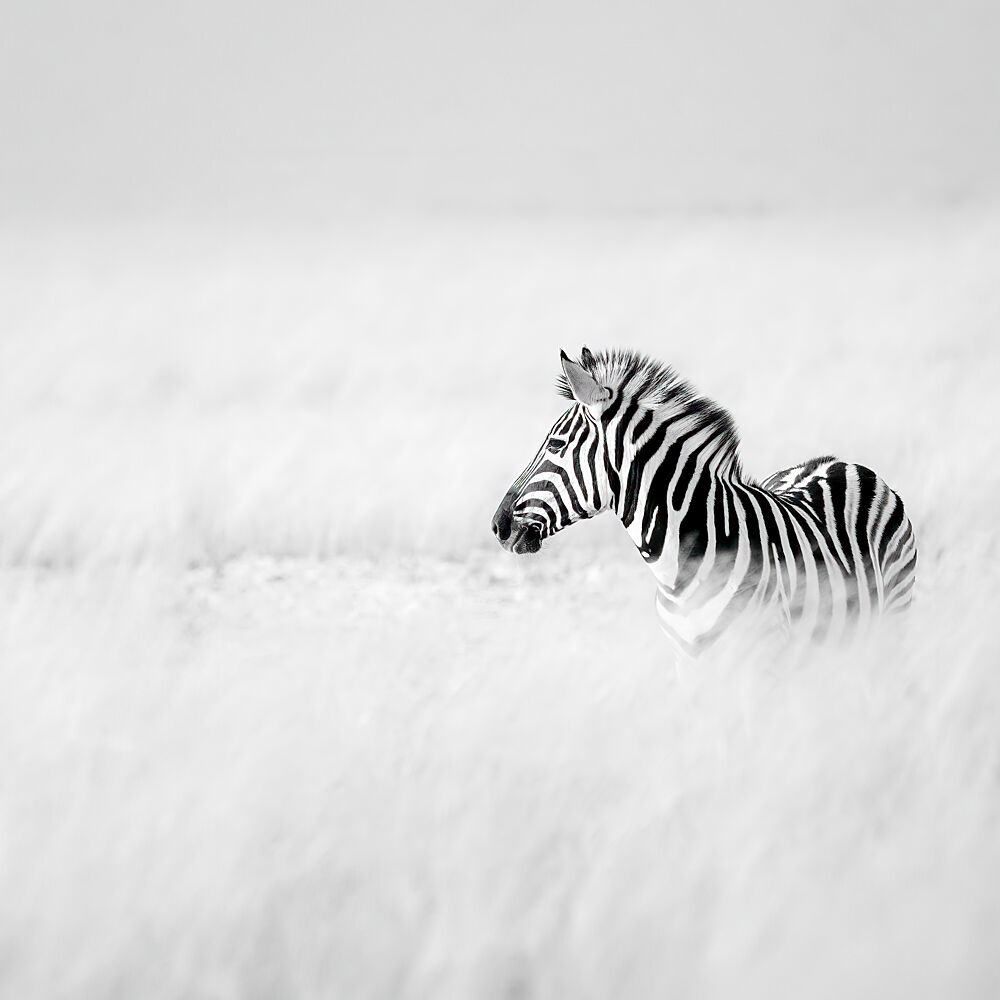 Serene Zebra Foal art print by Peter Schoeman for $57.95 CAD