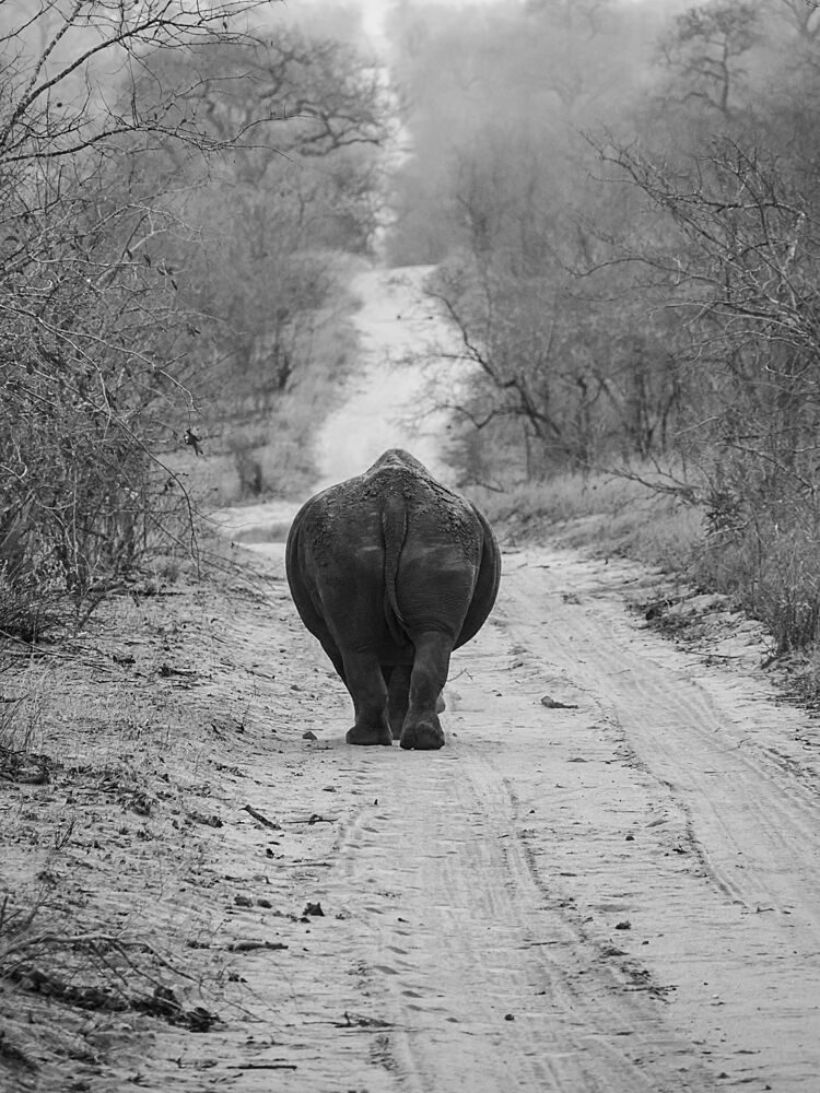 African Rhino Path art print by Kimio Kobayashi for $57.95 CAD