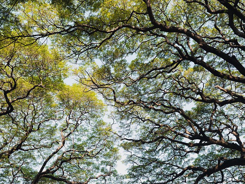 Vibrant Forest Canopy art print by Photolovers for $57.95 CAD