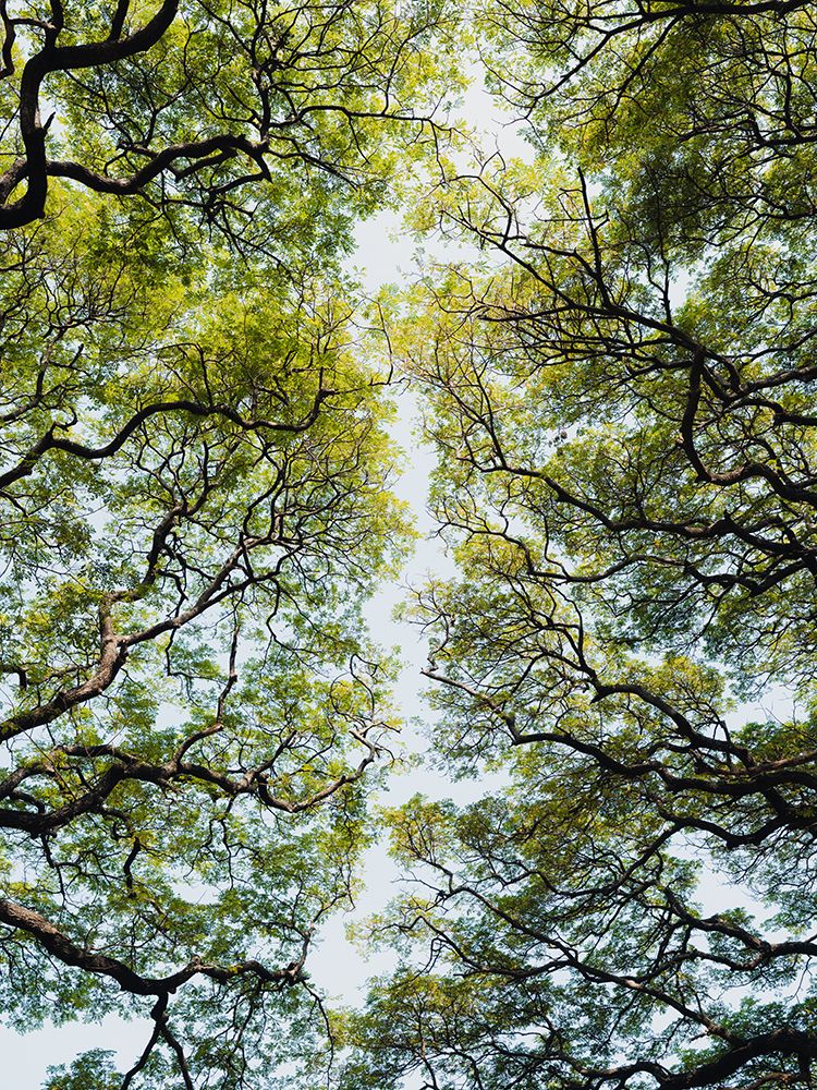 Trees in a botanical garden in Sri Lanka art print by Photolovers for $57.95 CAD
