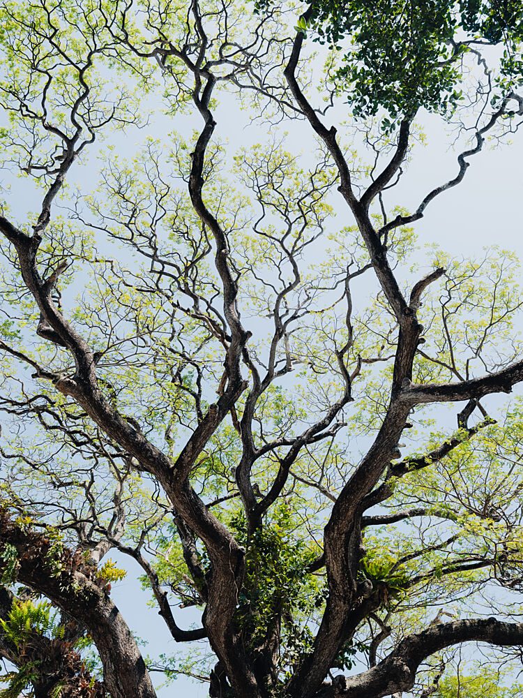 Majestic Tree Canopy art print by Photolovers for $57.95 CAD