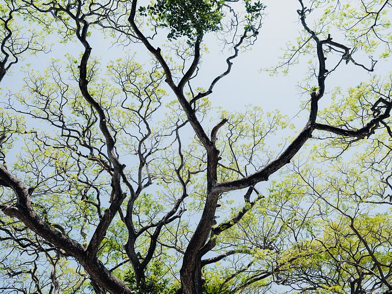 Green Canopy Sky View art print by Photolovers for $57.95 CAD