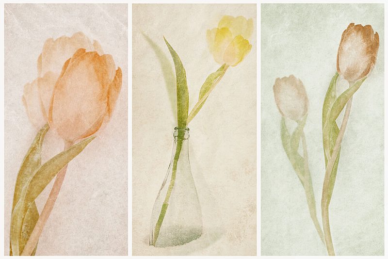 Watercolor Tulip Triptych art print by Gustav Davidsson for $57.95 CAD