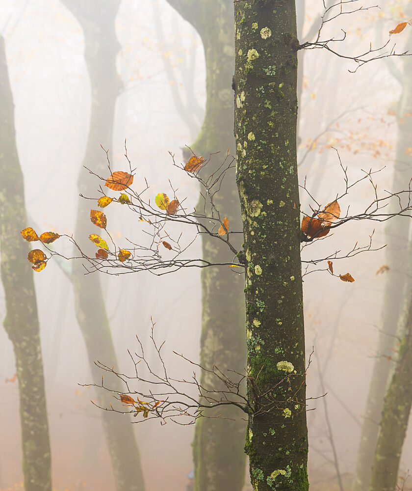 Misty Autumn Trees art print by Gianpaolo Meriana for $57.95 CAD
