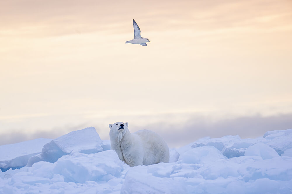 Arctic Bear and Bird art print by SiyuWei Apa for $57.95 CAD