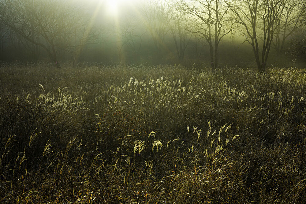 Golden Morning Mist art print by Yukio Shibata for $57.95 CAD
