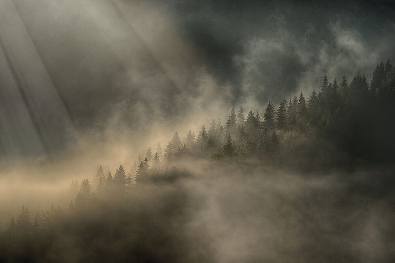 Misty Forest Sun Rays art print by Bogdan Negoita for $57.95 CAD