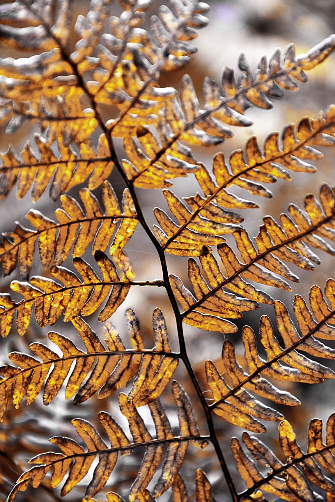 Golden Autumn Fern art print by Christina Sillen for $57.95 CAD