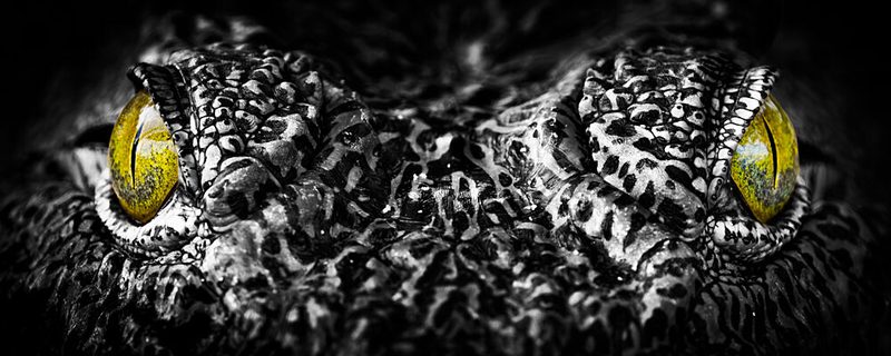 Intense Crocodile Eyes art print by Serge Grop for $57.95 CAD