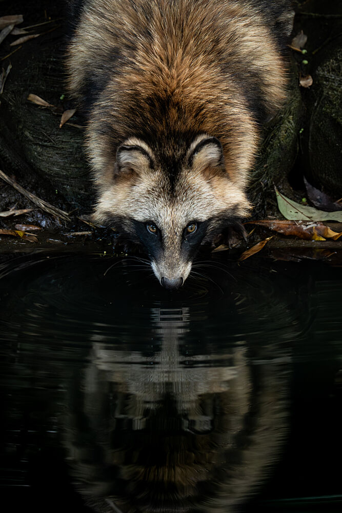 Peaceful Tanuki Reflection art print by Pdb Meegolla for $57.95 CAD