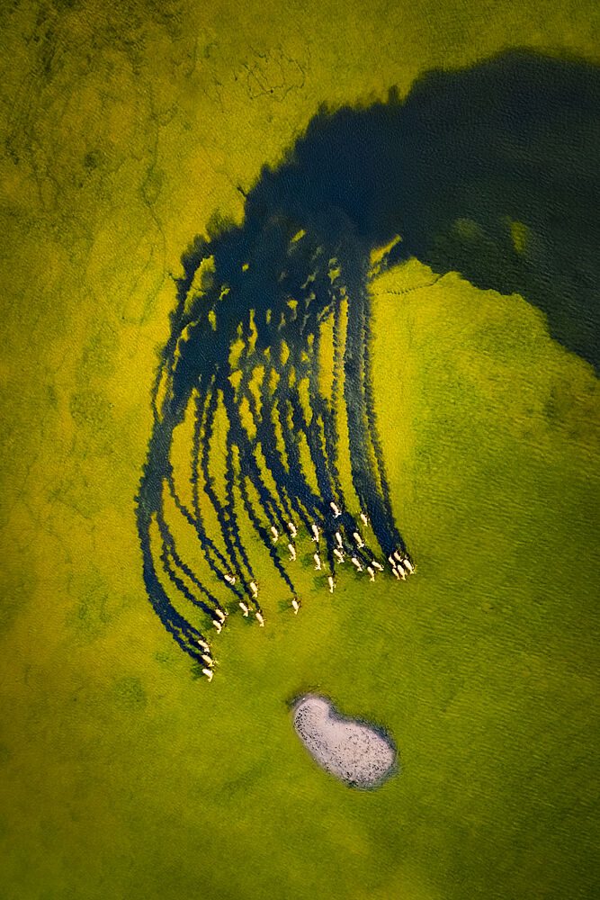 Flamingos Long Shadows art print by Songlin Xu for $57.95 CAD
