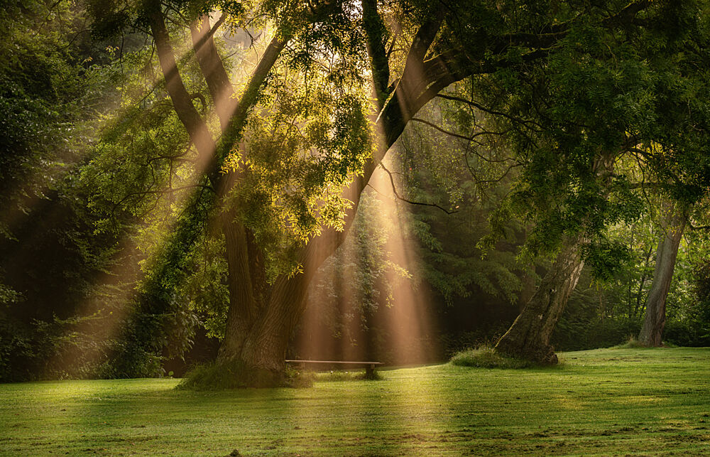 Golden Forest Light art print by Keller for $57.95 CAD