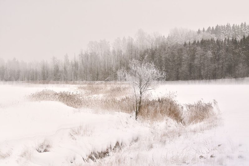 Frosted Winter Tree art print by Christina Sillen for $57.95 CAD