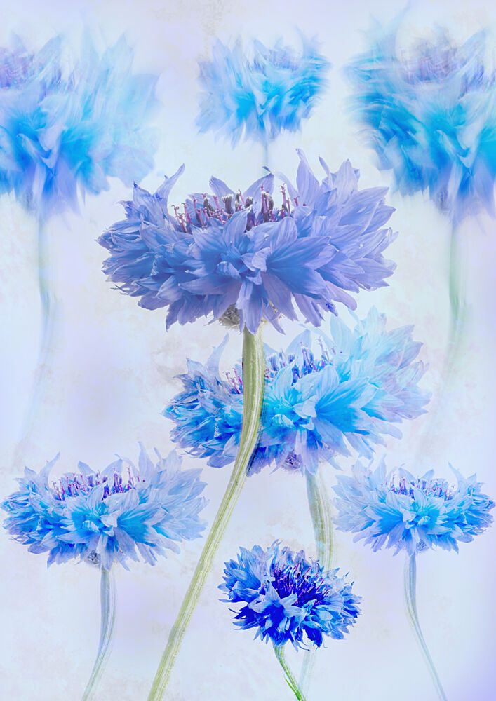 Ethereal Blue Cornflowers art print by Denis O Reilly for $57.95 CAD