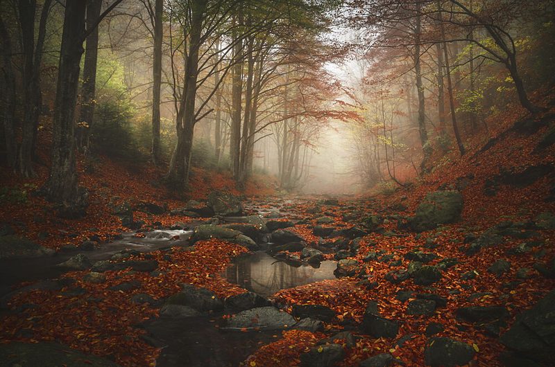Misty Autumn Stream art print by Alexander Alexandrov for $57.95 CAD