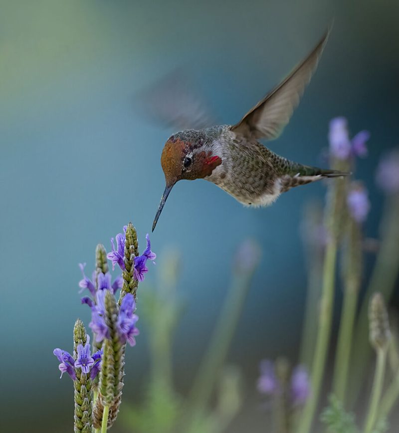 Hummingbird Lavender Nectar art print by Xiaojian Huang for $57.95 CAD