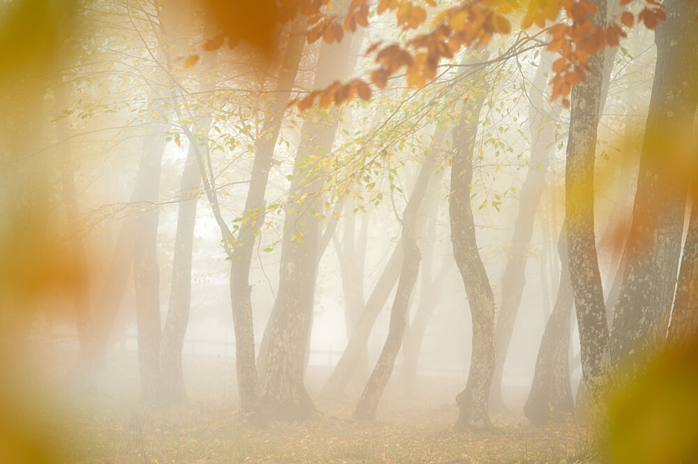 Dreamy Autumn Forest art print by Franco Fratini for $57.95 CAD