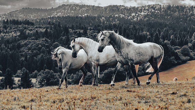Wild Horses Walking art print by Cembrzynski Ignacy for $57.95 CAD