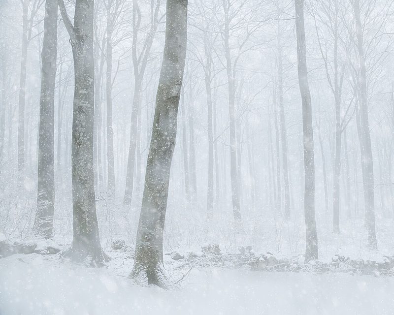 Winter Snowfall Forest art print by Gustav Davidsson for $57.95 CAD