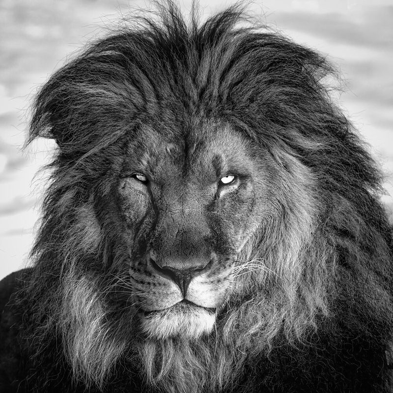 Intense Lion Gaze art print by Alex Zhao for $57.95 CAD
