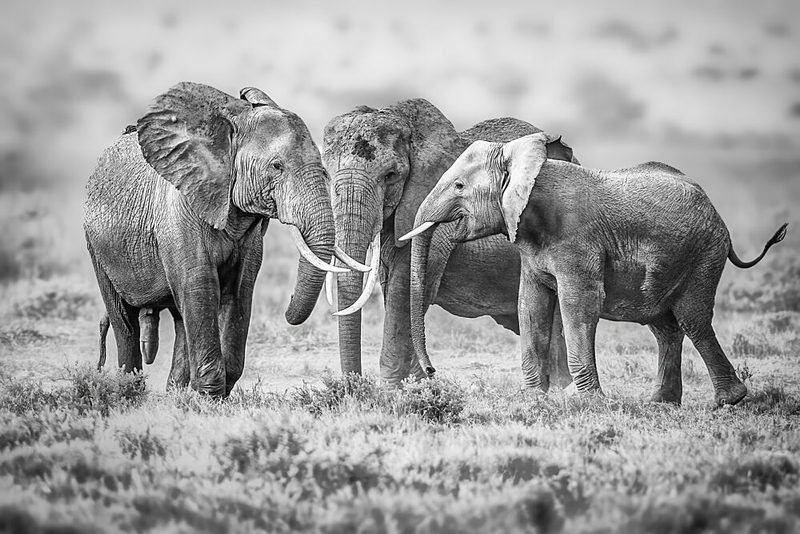 Majestic Elephant Family art print by Jeffrey C. Sink for $57.95 CAD