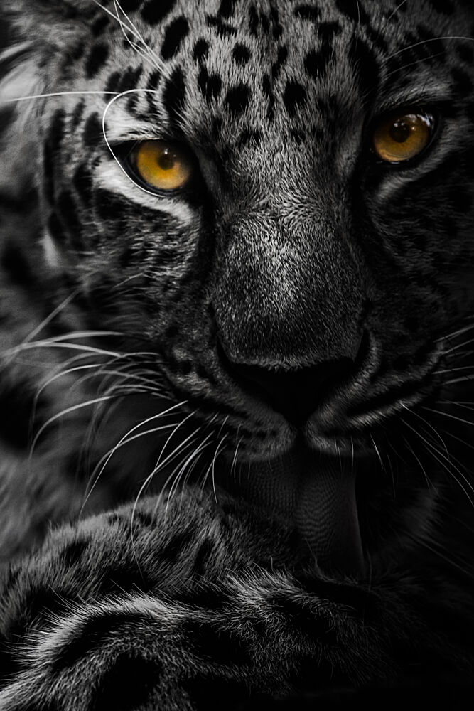 Leopards Golden Gaze art print by Maron Photography for $57.95 CAD