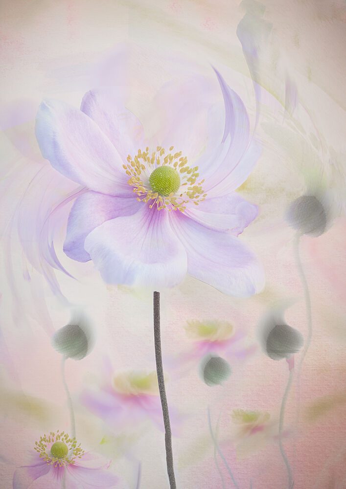 Dreamy Pastel Anemone art print by Denis O Reilly for $57.95 CAD