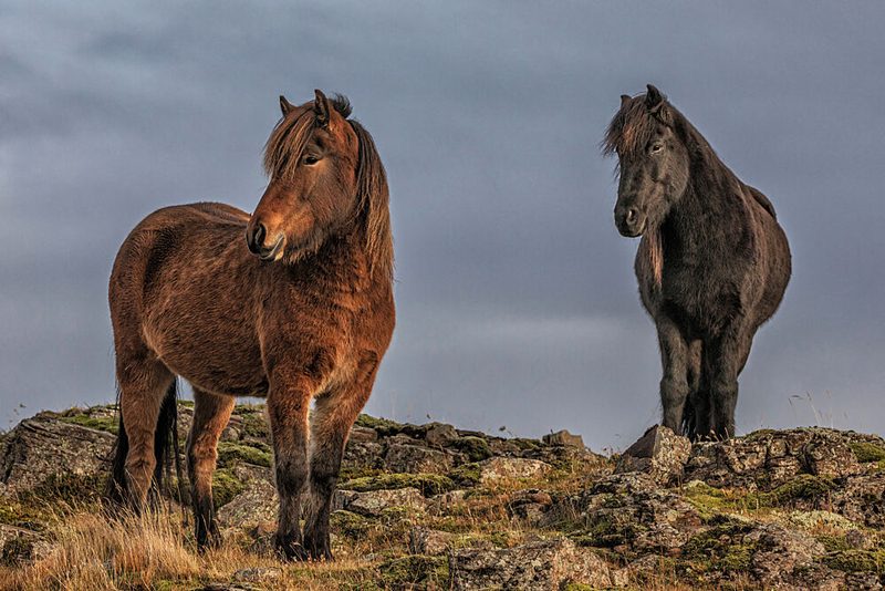 Wild Icelandic Horses art print by Brin Ingibergsson-Bragi for $57.95 CAD
