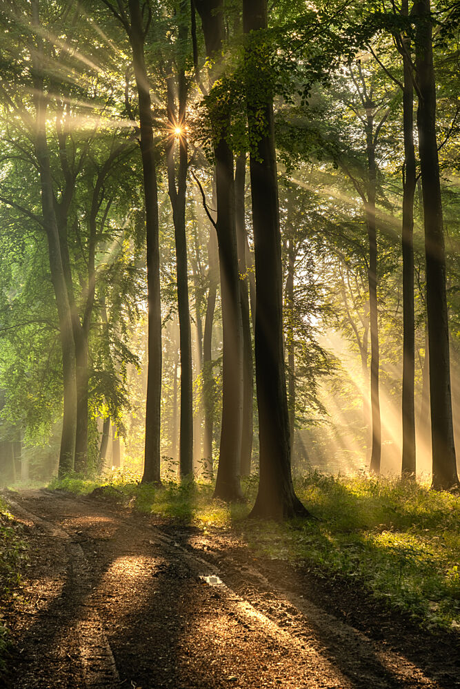 Golden Forest Path art print by Keller for $57.95 CAD