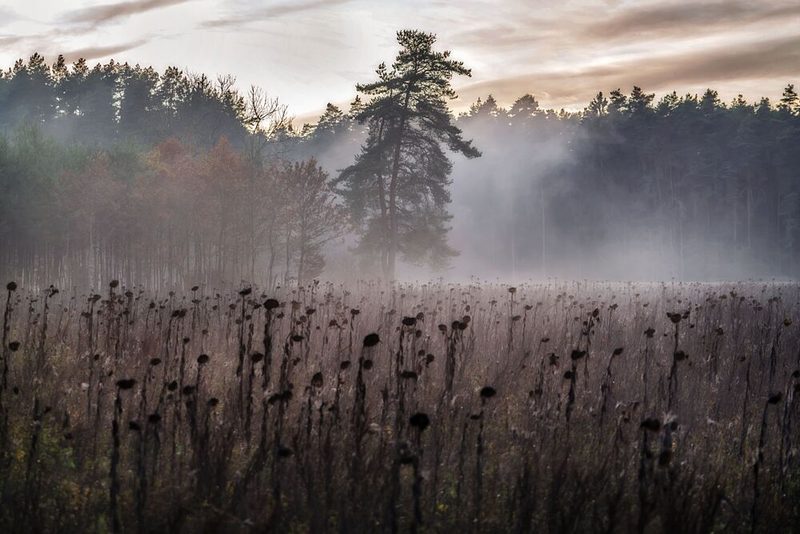 Misty Forest Field art print by Klaus Bittner for $57.95 CAD