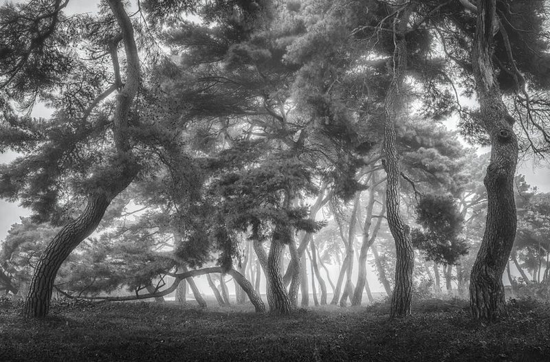 Misty Pine Forest art print by Tiger Seo for $57.95 CAD
